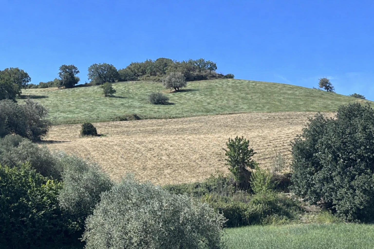 Collina con seminativo e uliveto nella campagna ragusana