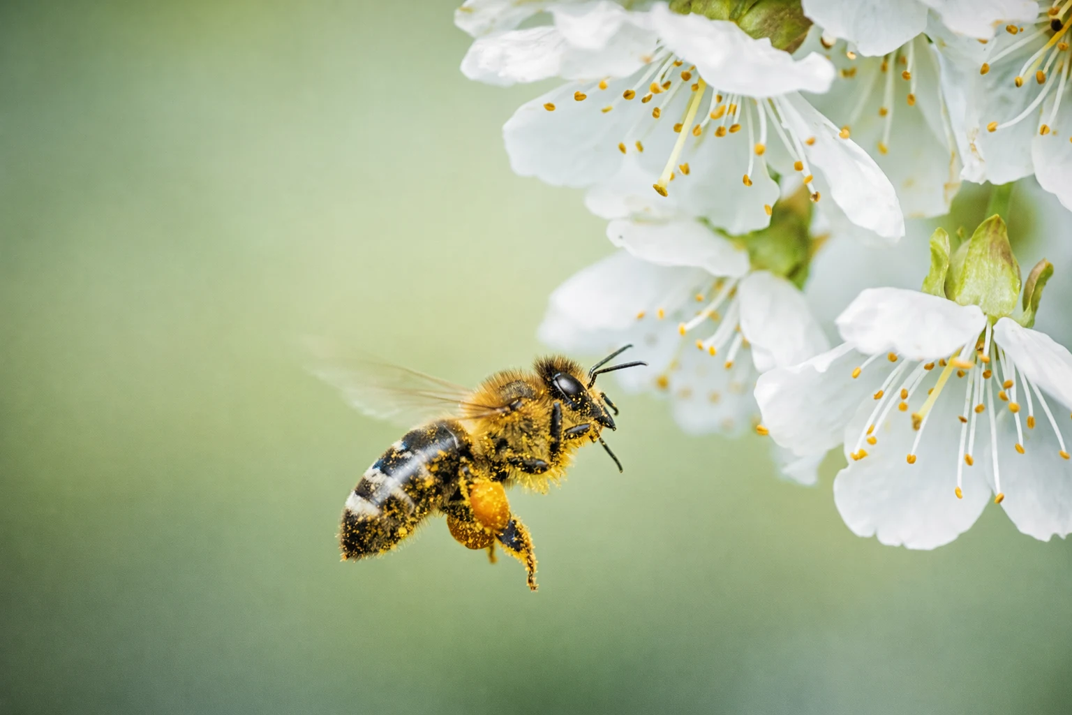 Ape su fiori in campo: impollinatori e biodiversità in apicoltura